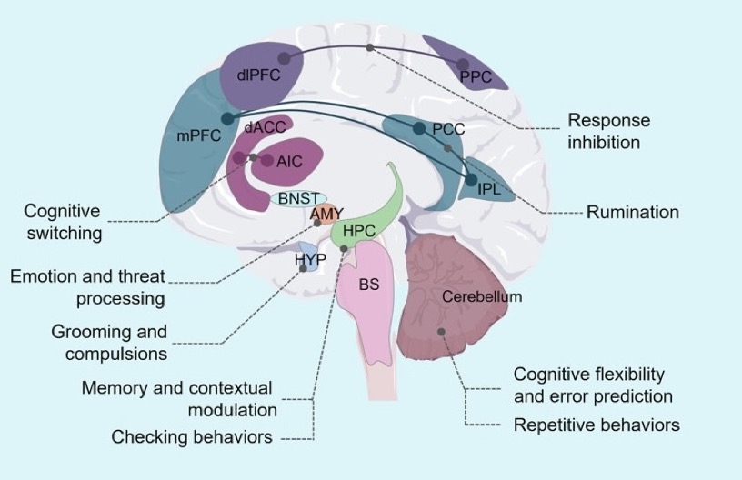 OCD brain circuits